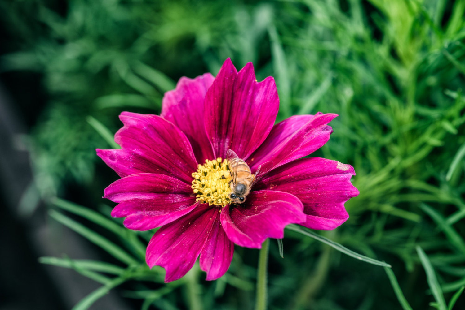 galsang flower