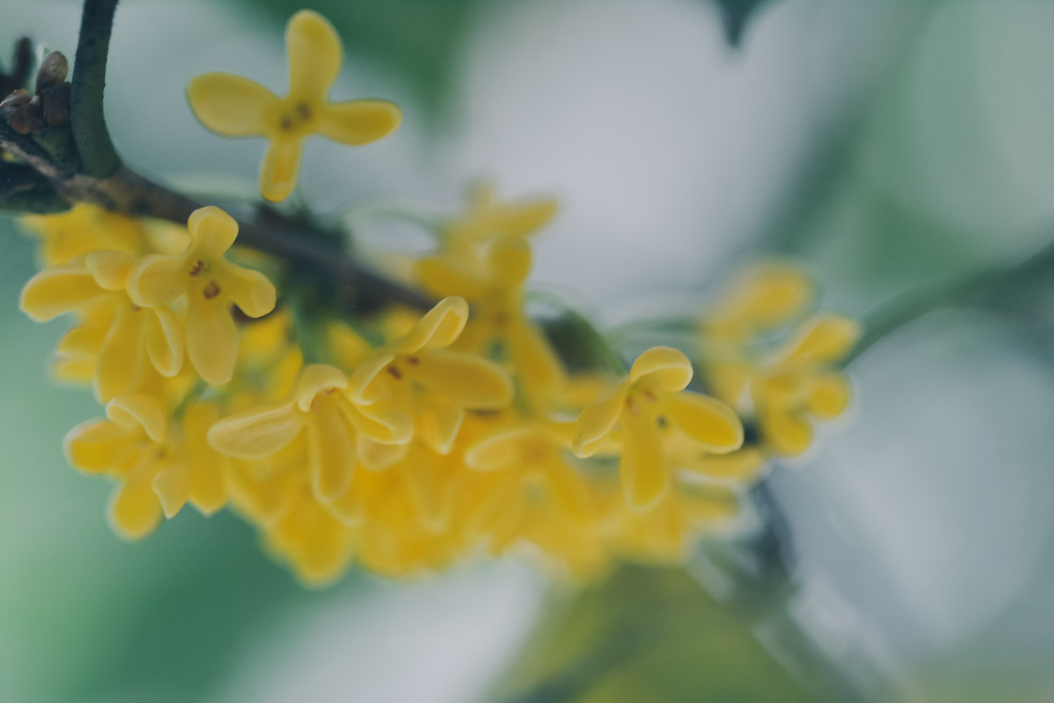 sweet-scented osmanthus