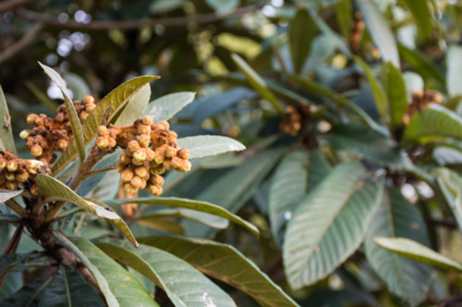 Loquat