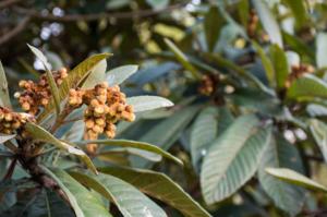 how to plant azaleas under pine tree