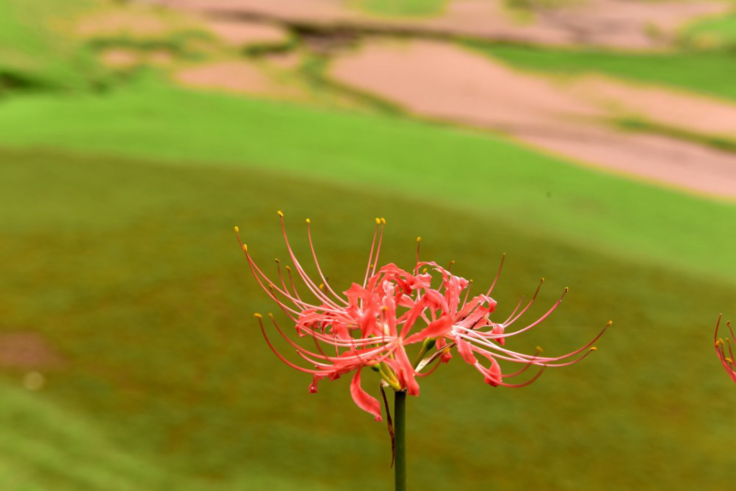 Lycoris radiata