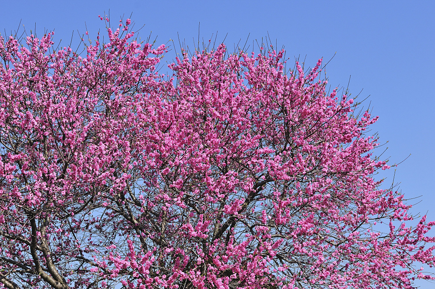 Peach blossom