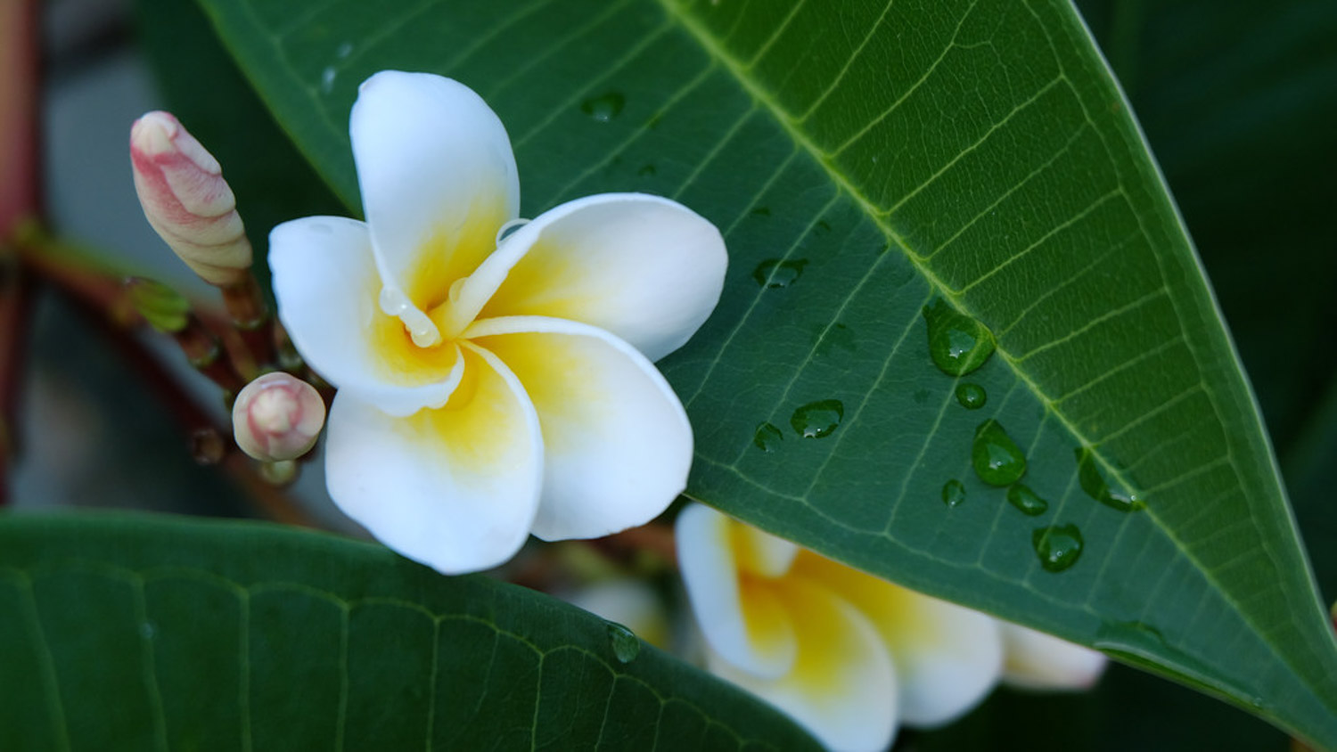 Plumeria rubra