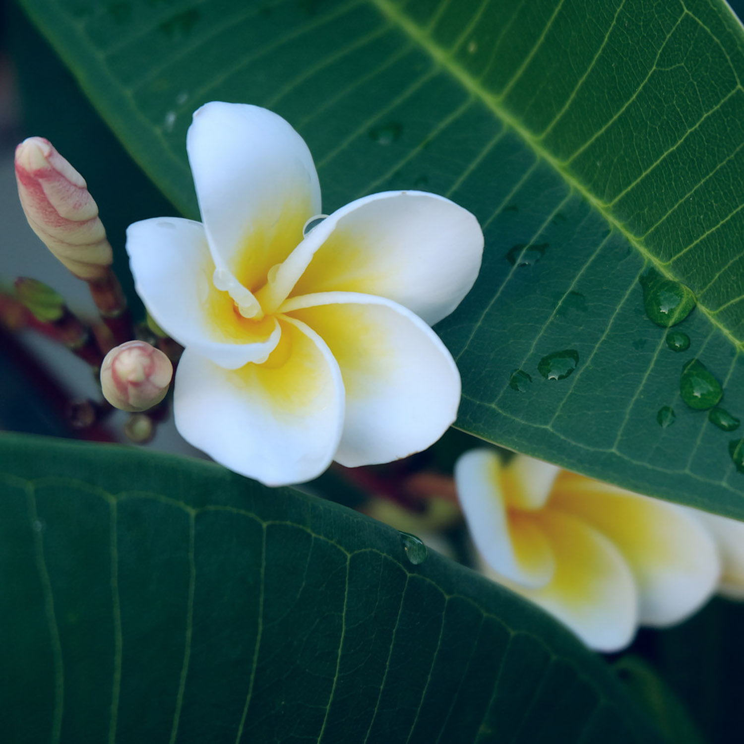 Plumeria rubra