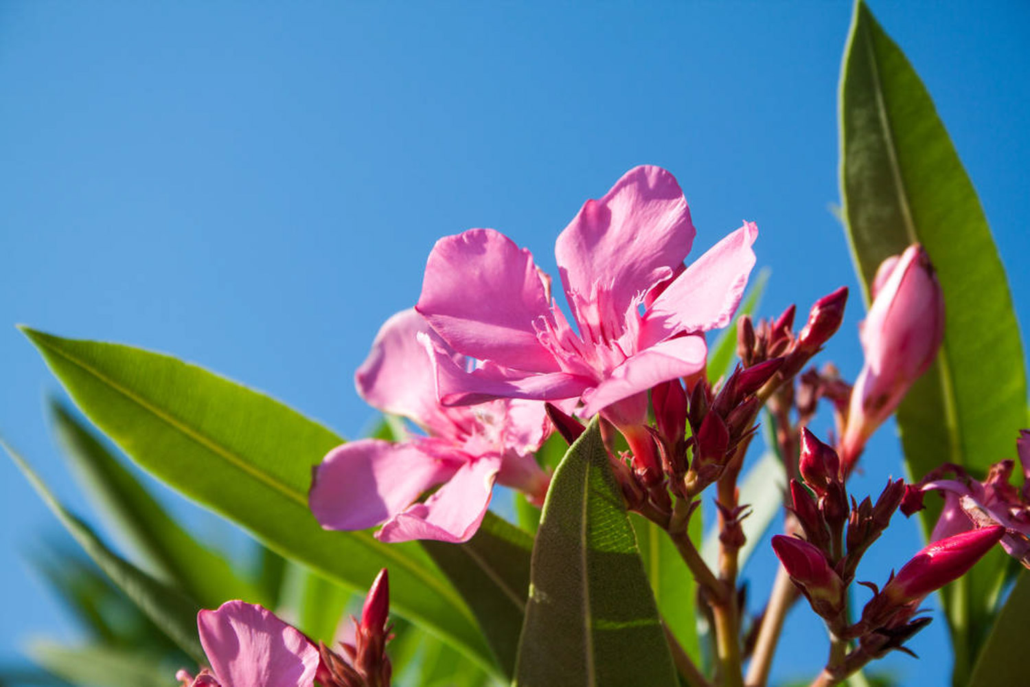 Nerium oleander