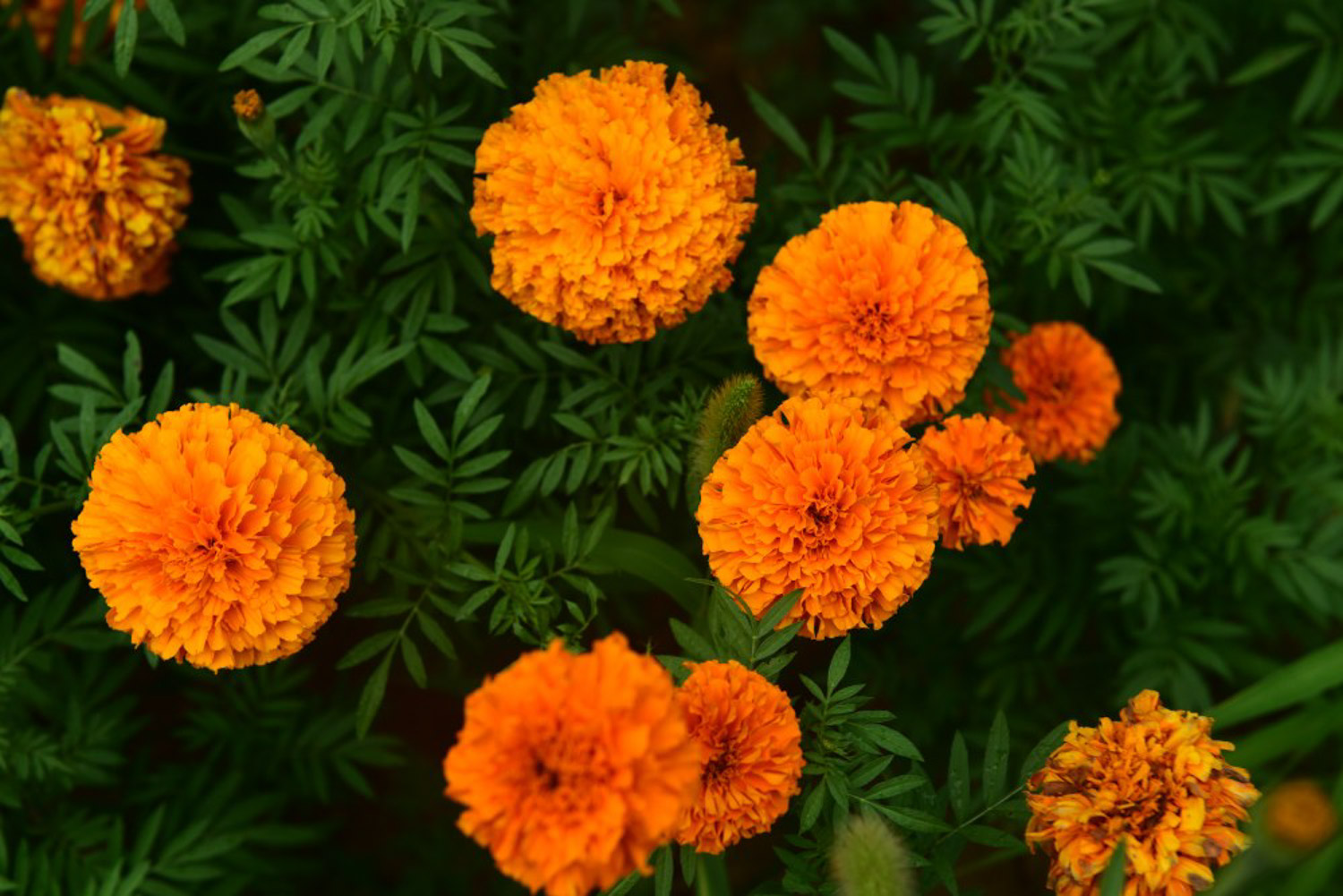 Marigold