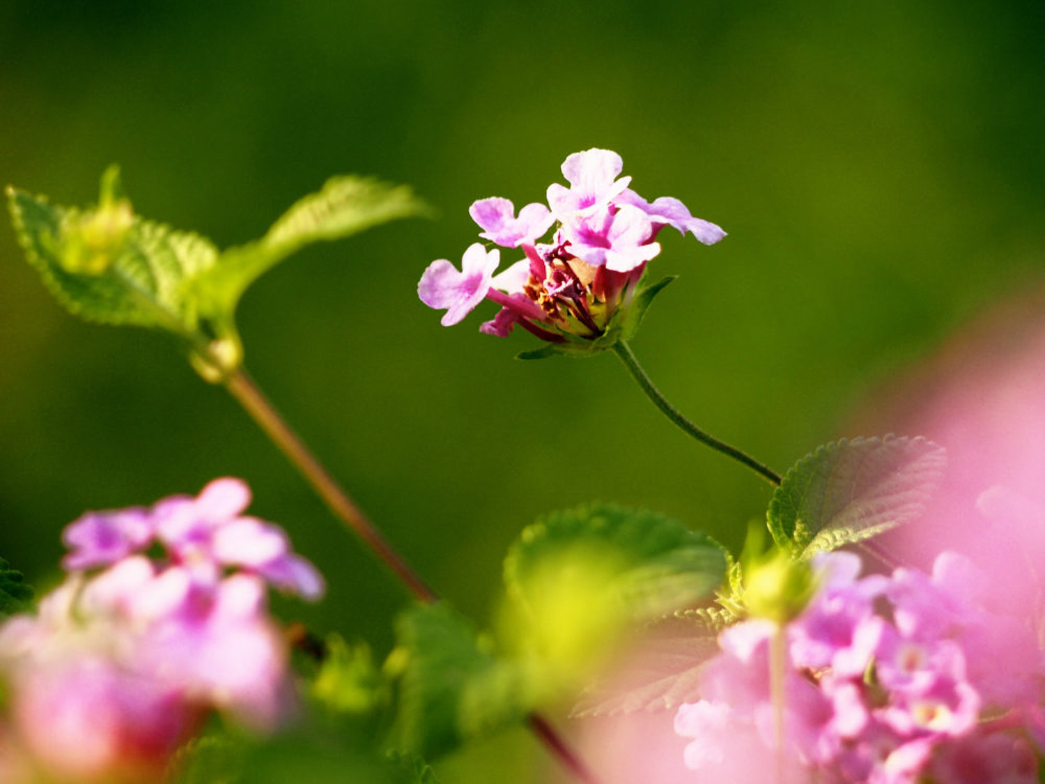 Lantana camara