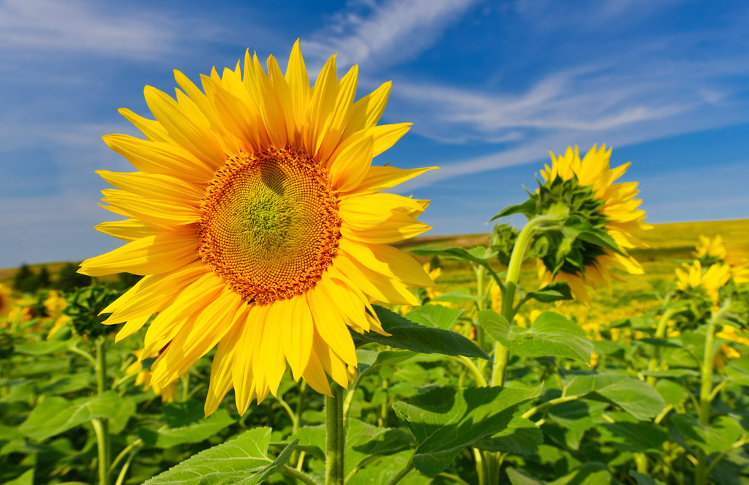 Sunflower