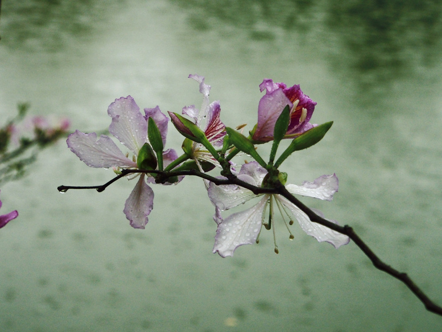 Bauhinia