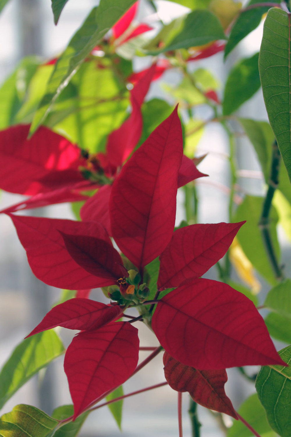 poinsettia