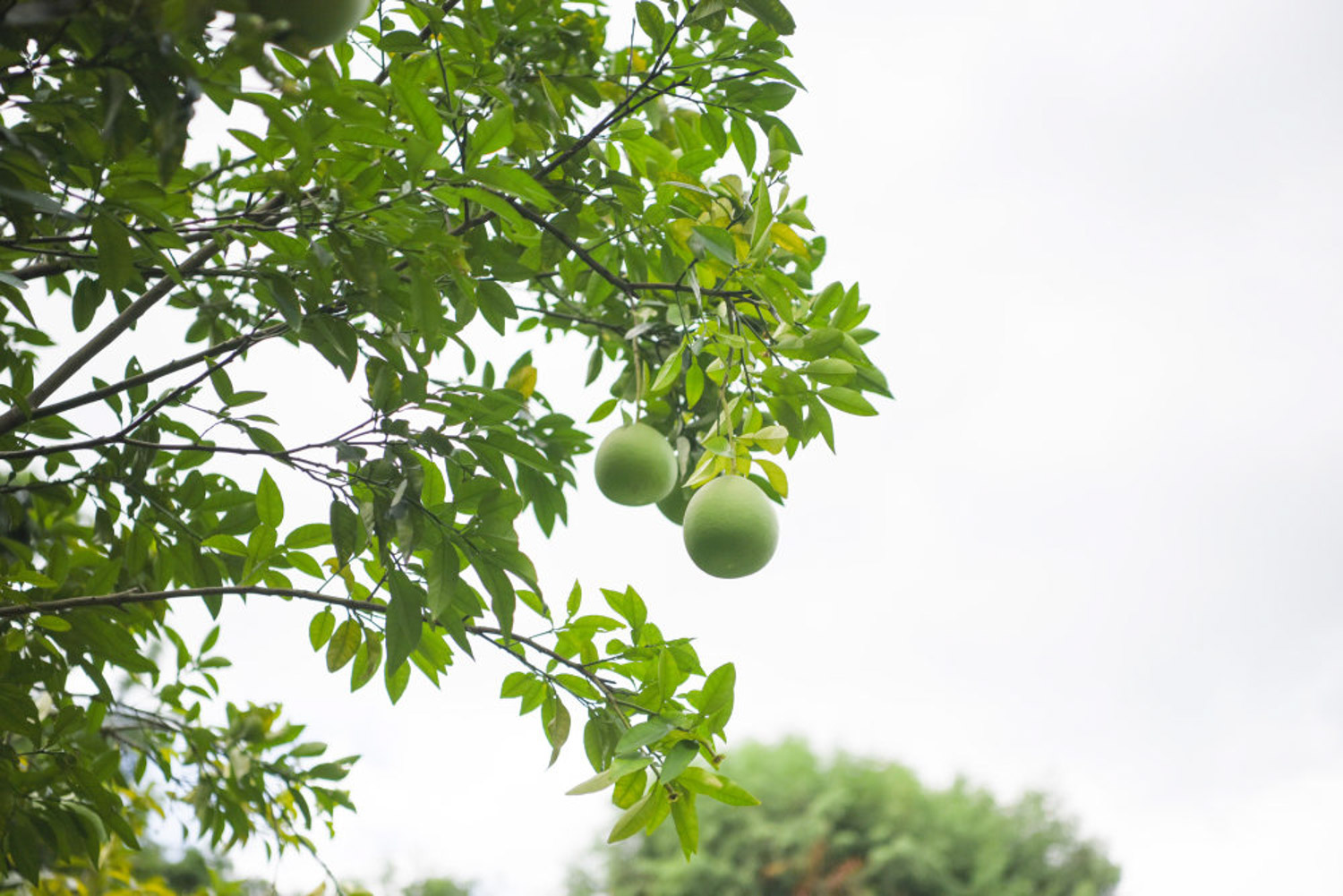 grapefruit