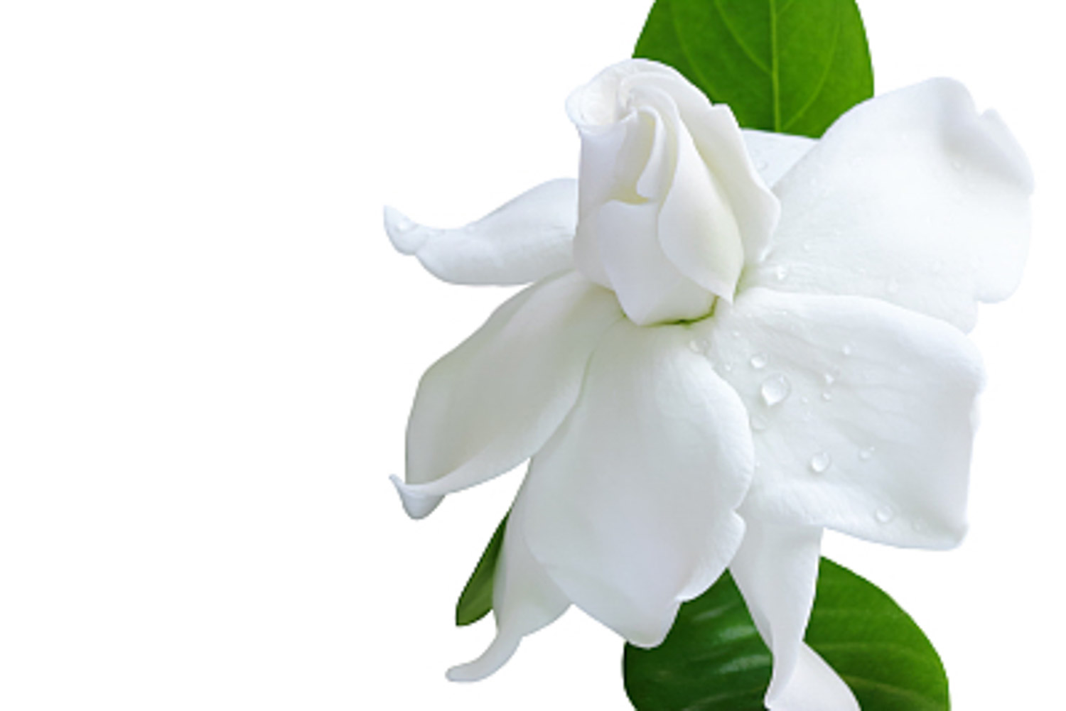 Gardenia