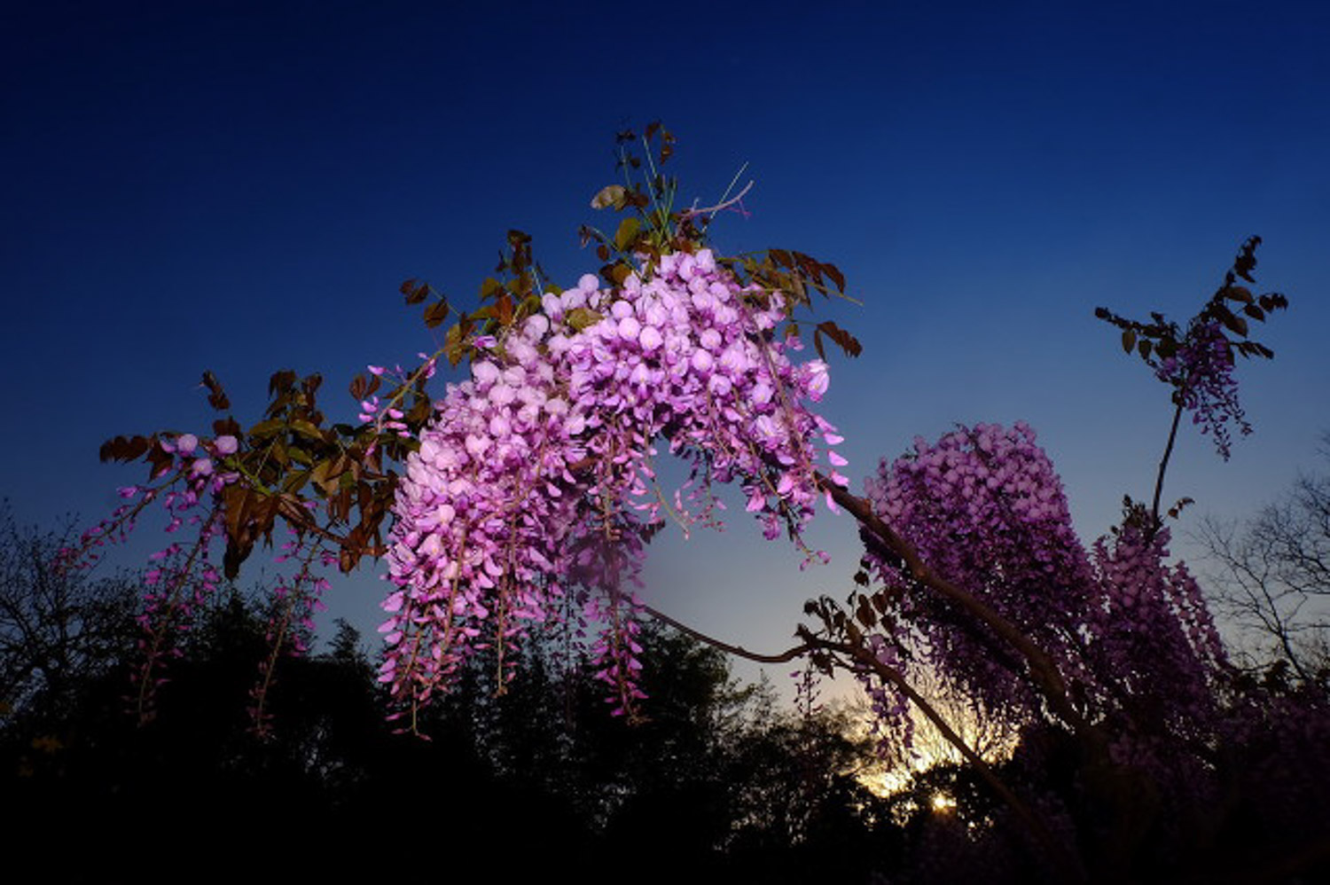 Wisteria