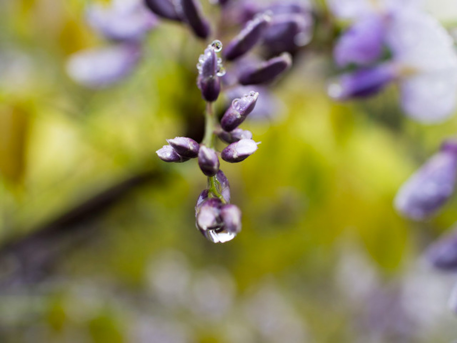 Wisteria