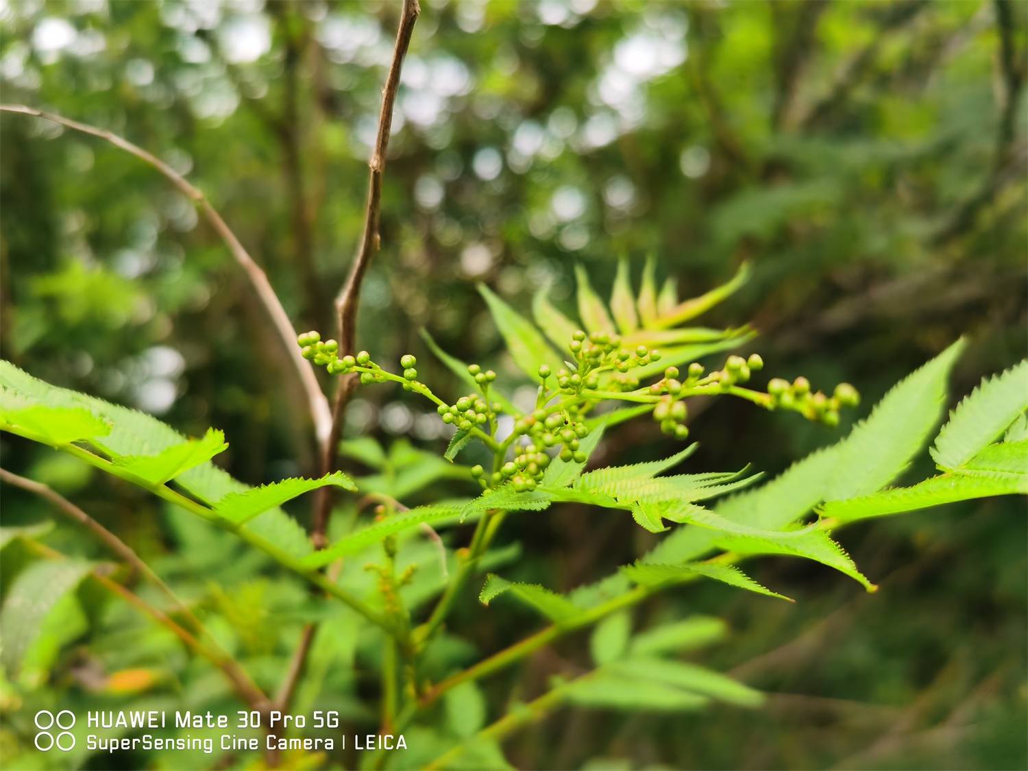 Sorbaria sorbifolia