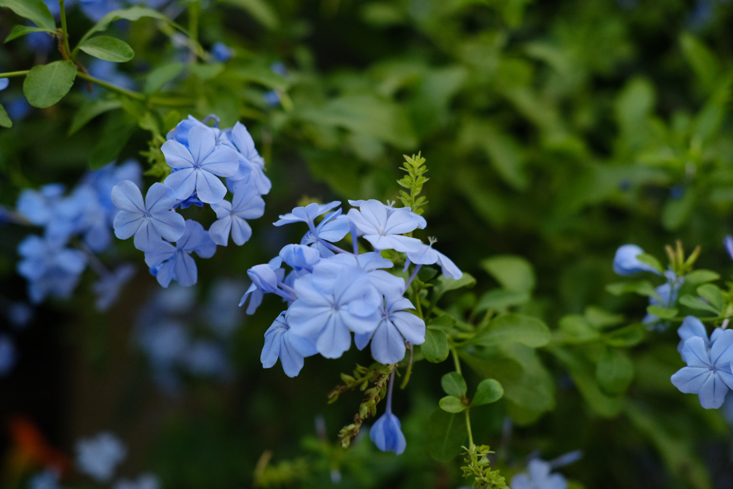 Plumbago Auriculata