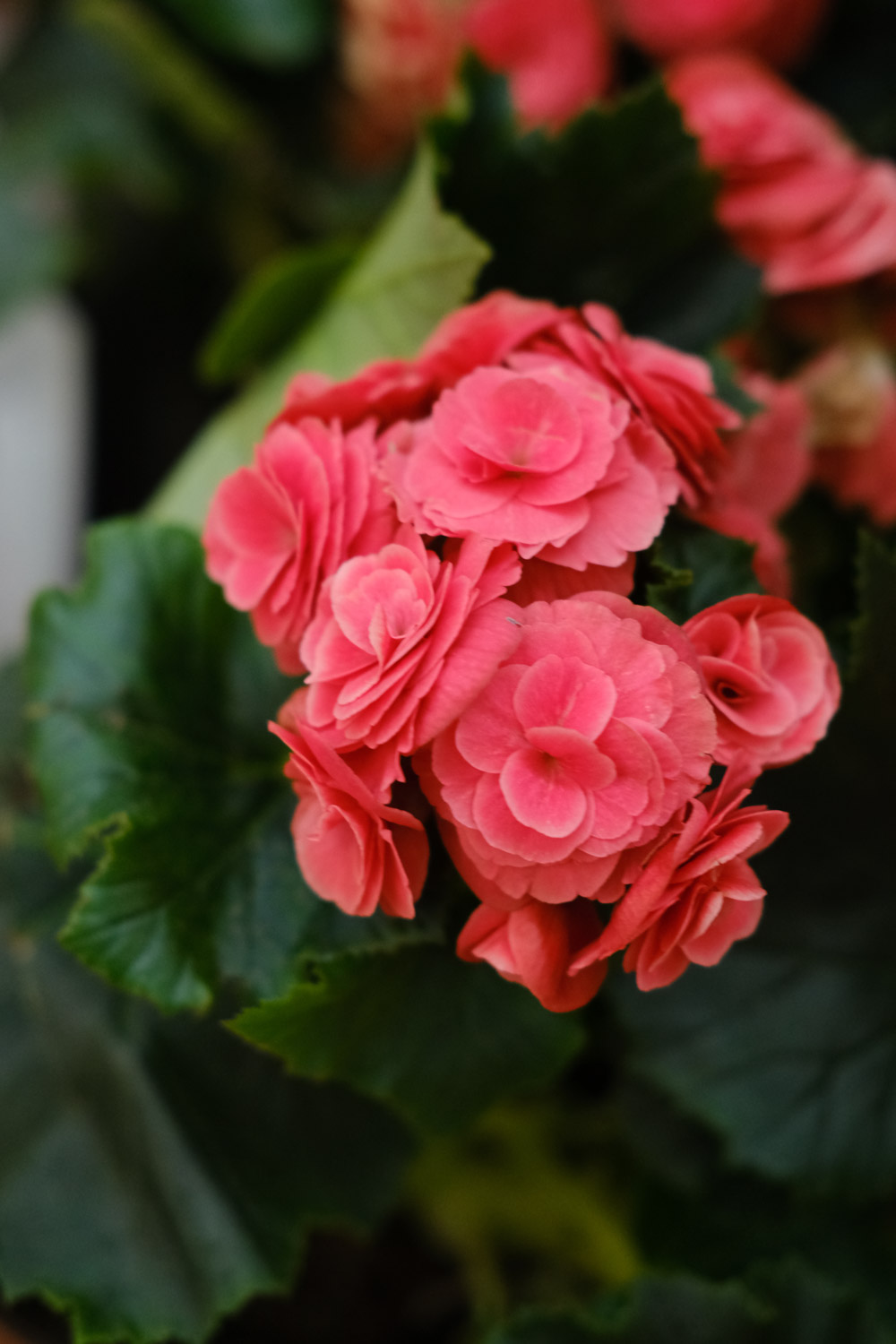 Rieger Begonia