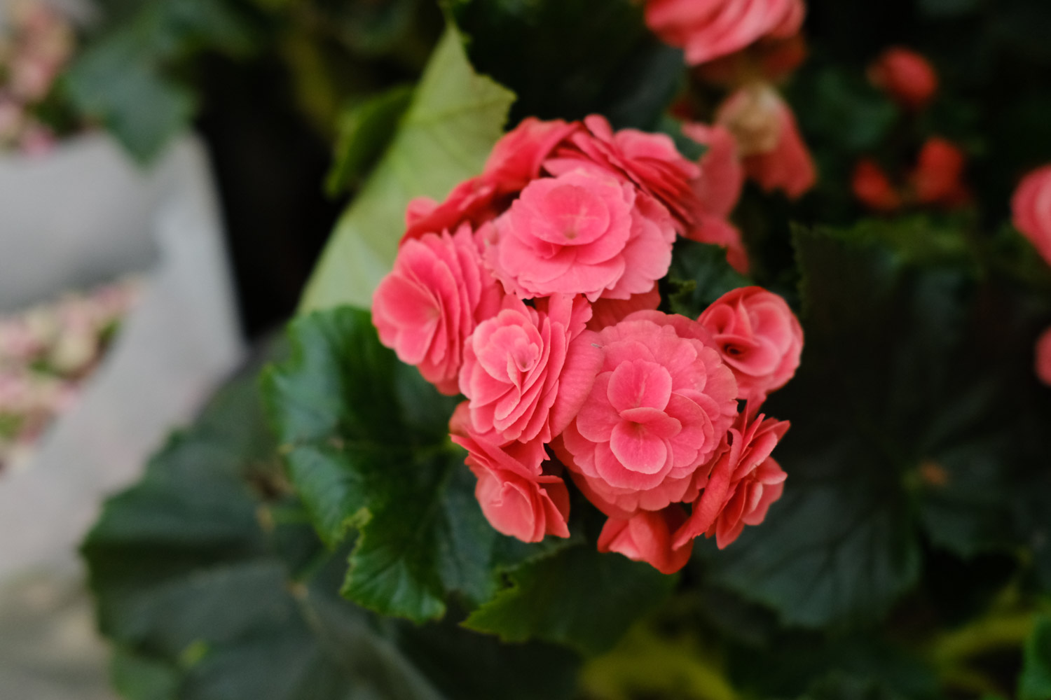 Rieger Begonia