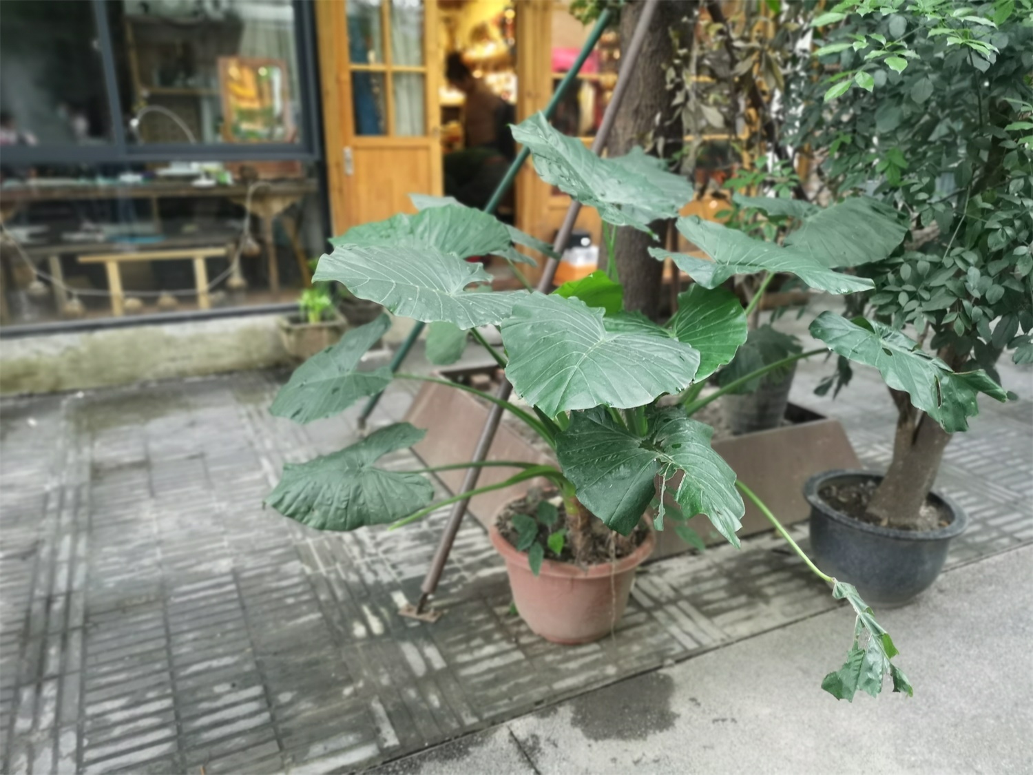 Alocasia macrorrhiza