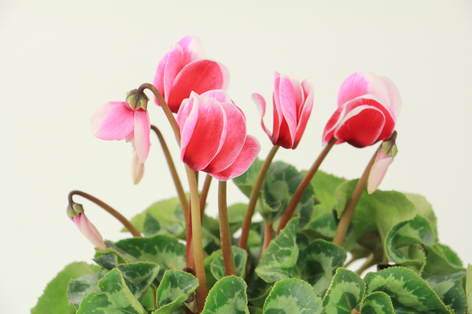 Cyclamen