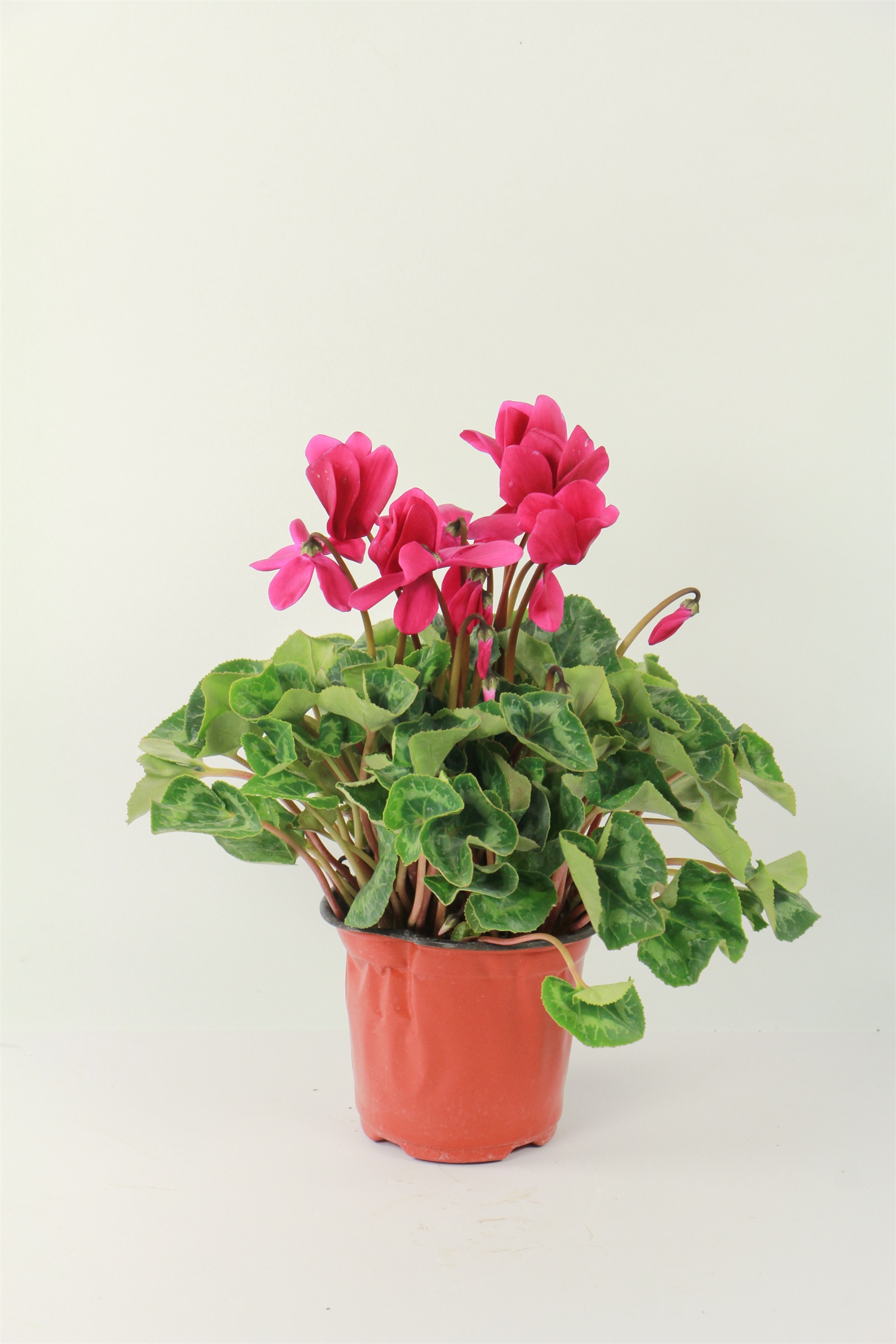 Cyclamen