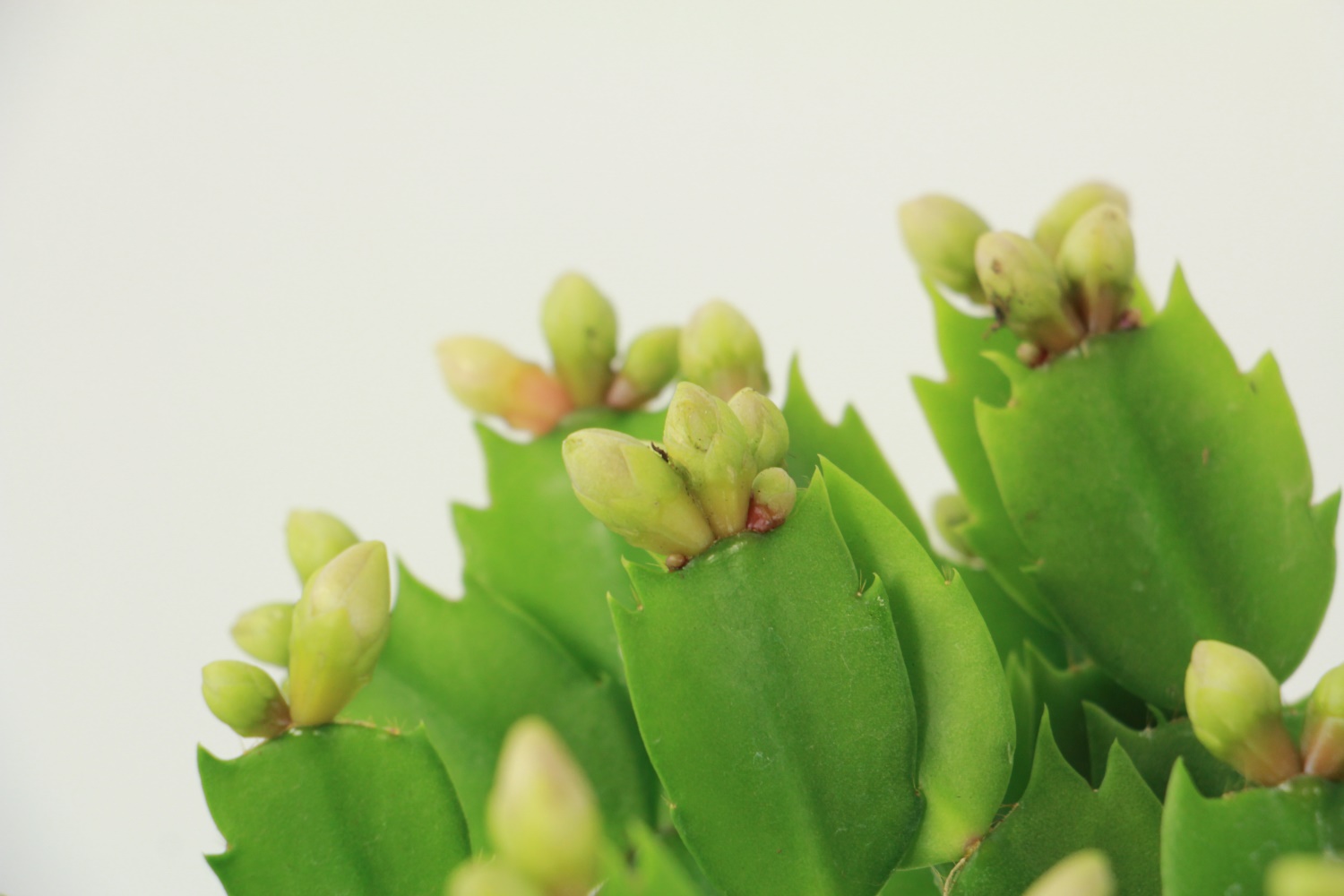 crab cactus