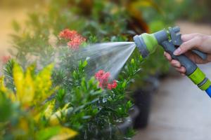 how often to water patio tomato plants