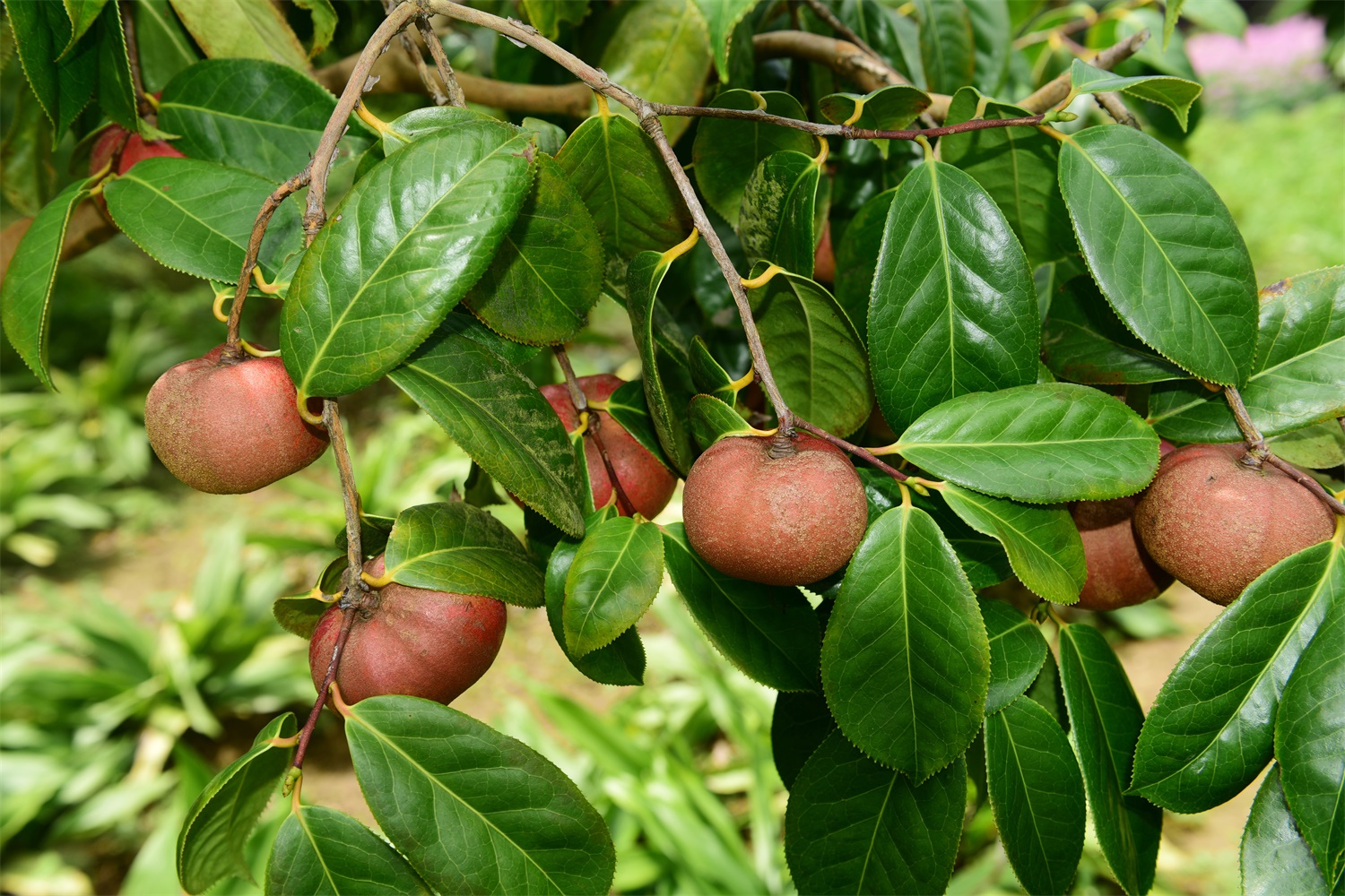 oil-tea camellia