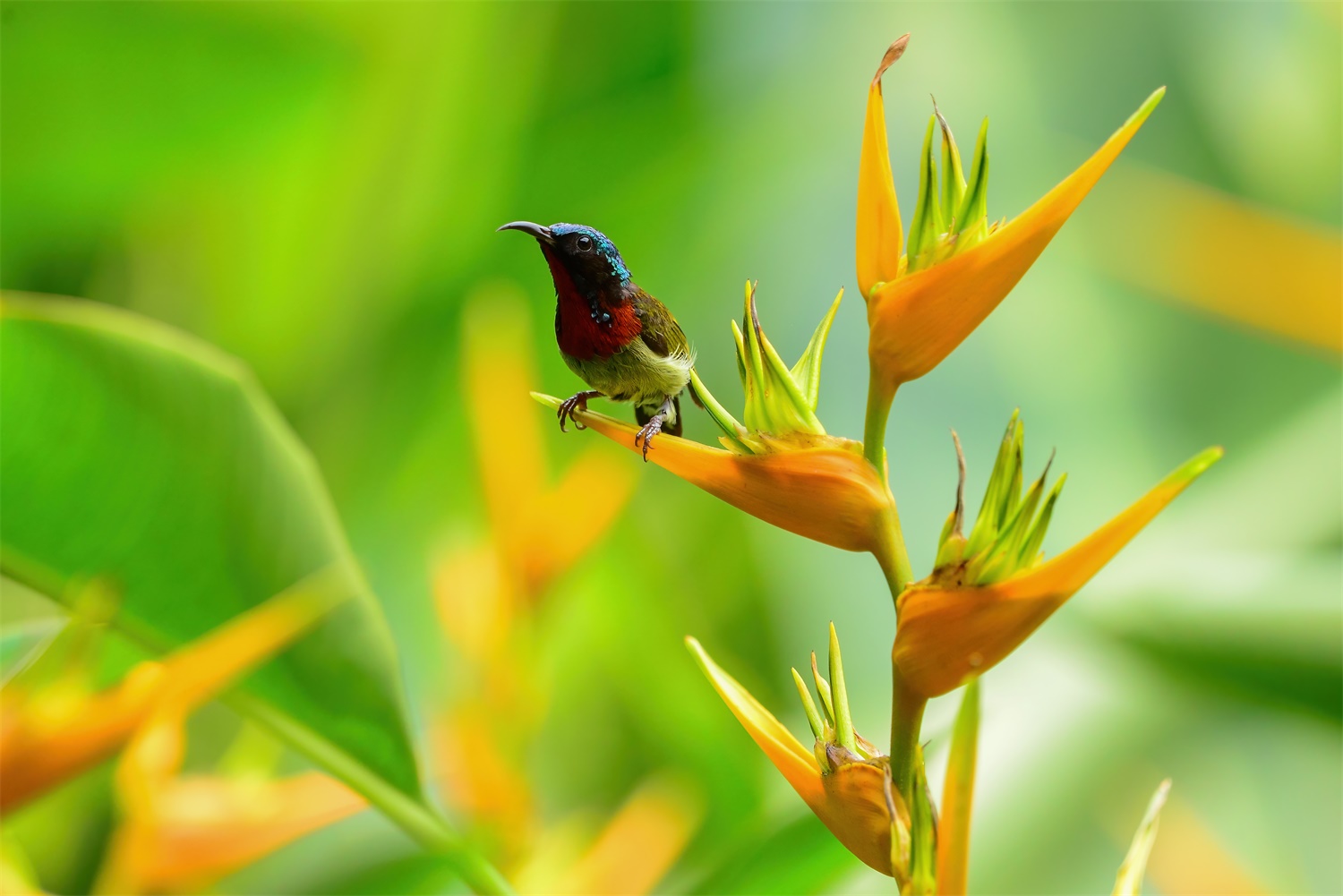 Heliconia 