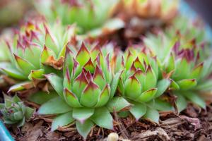 when can plants salvia flowers and pots