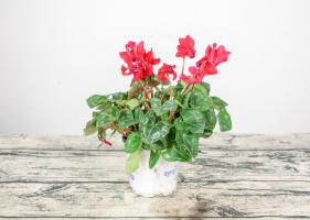 How to make Cyclamen blossom at Christmas