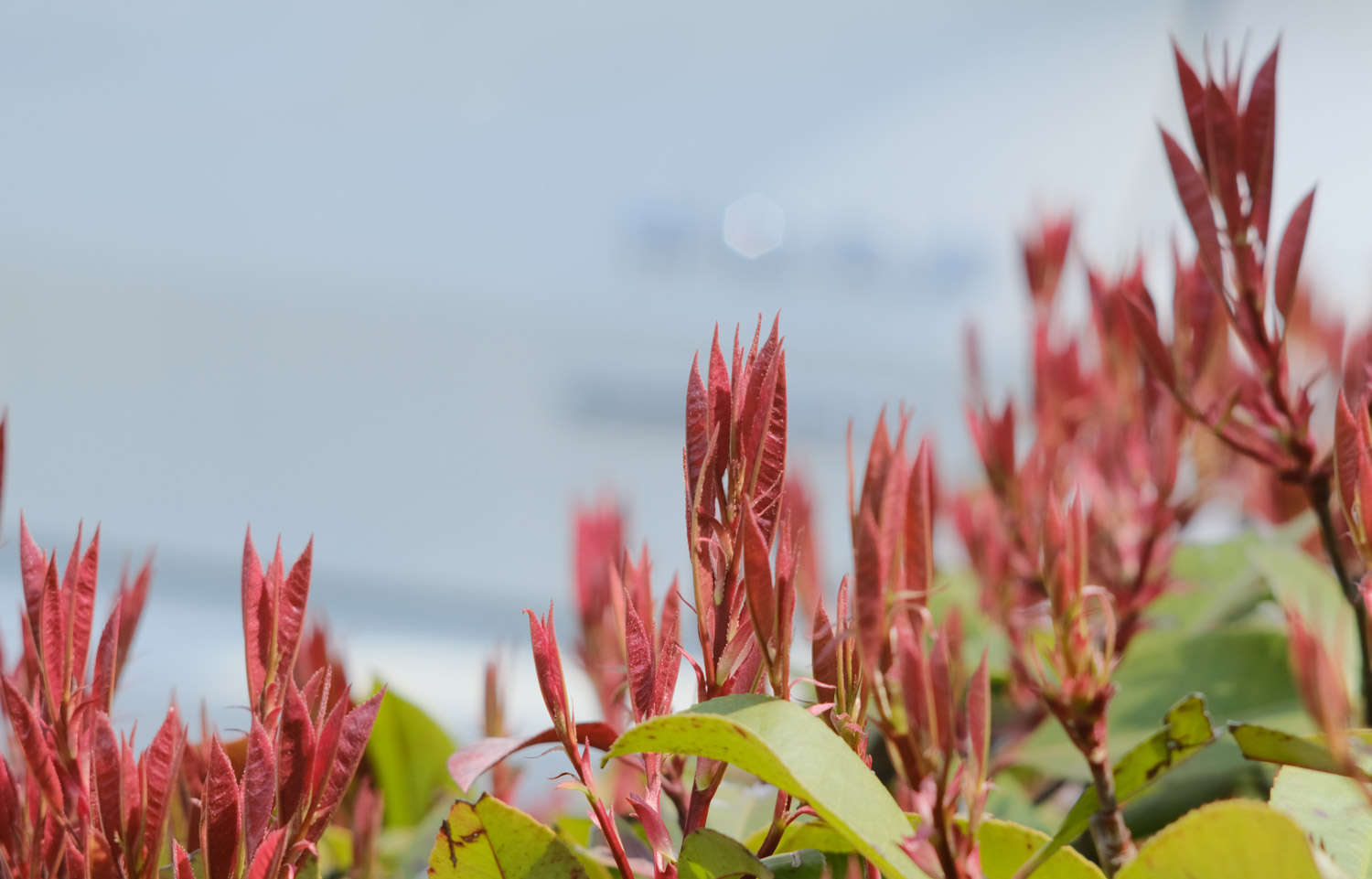 Photinia frase