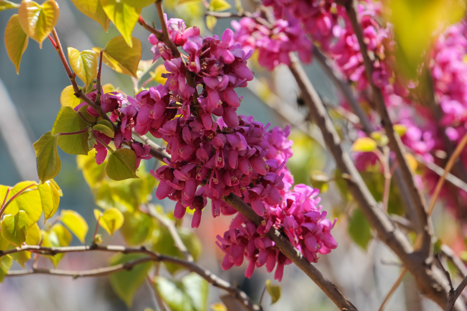 Bauhinia