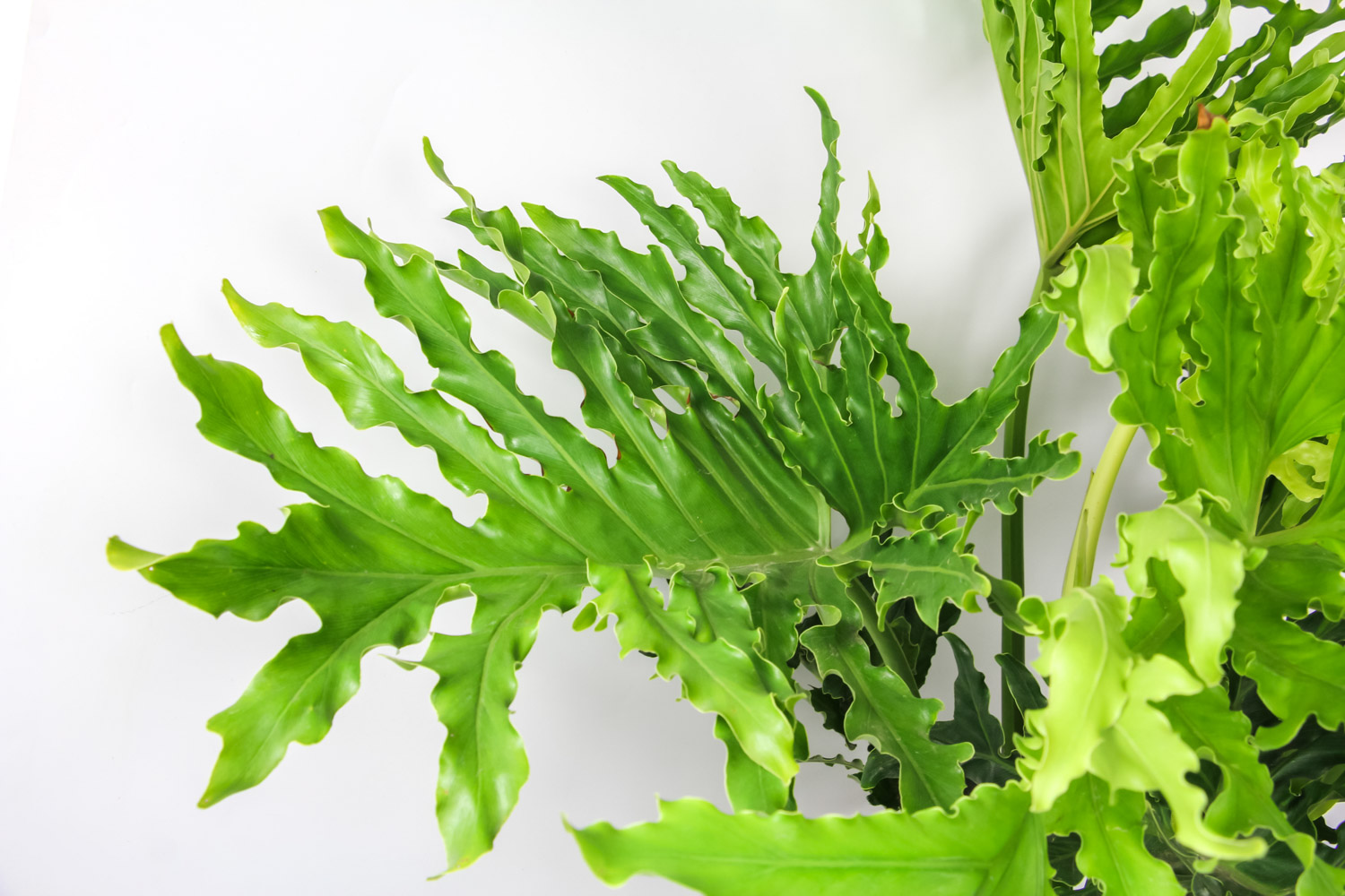 Philodendron selloum