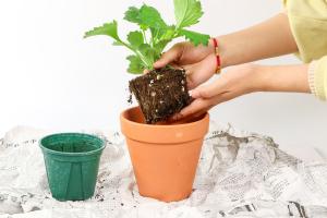 How to raise emerald chrysanthemums to flourish