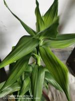 how often should you water snake plants be watered