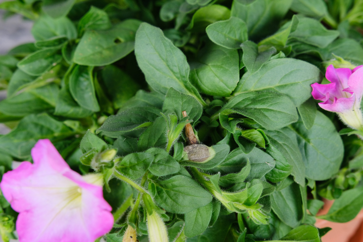 Petunia hybrida