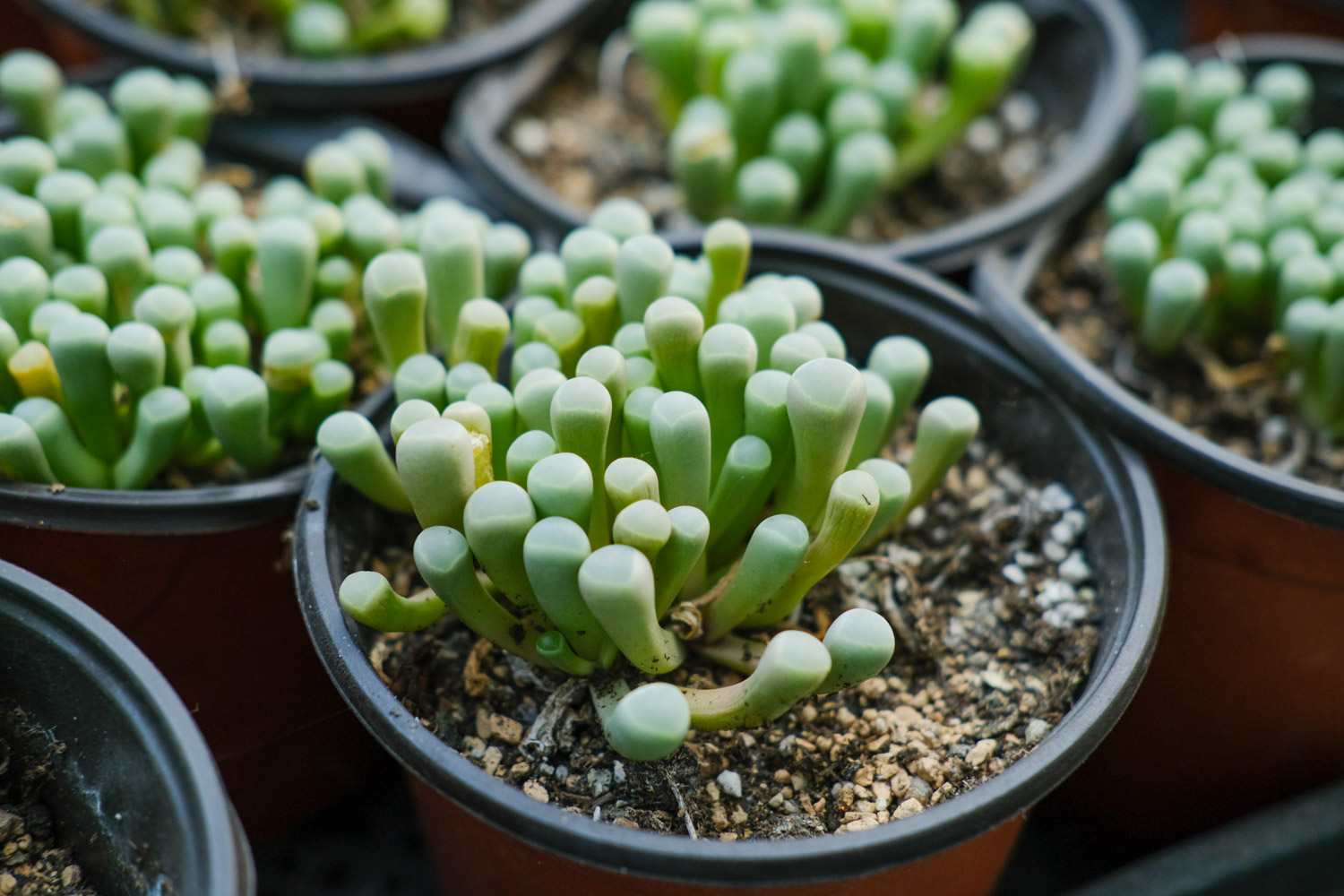 Fenestraria aurantiaca 