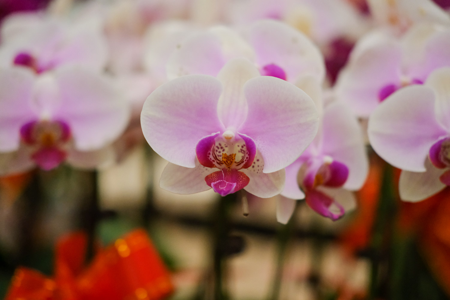 moth orchid