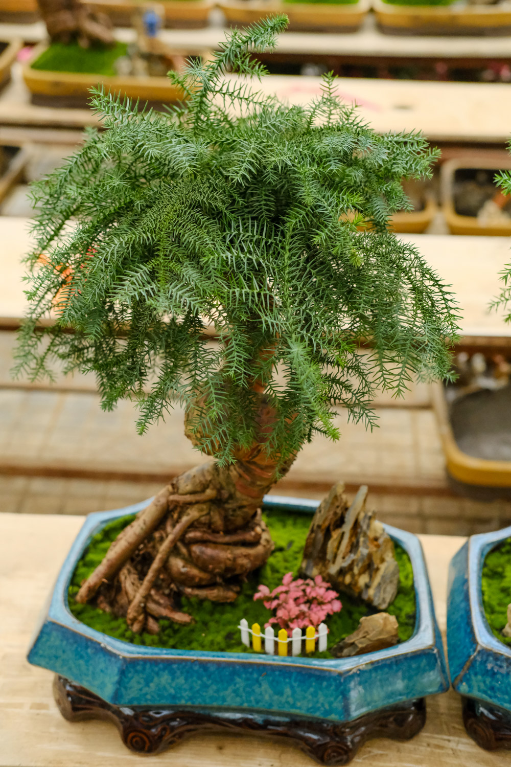 Australian fir