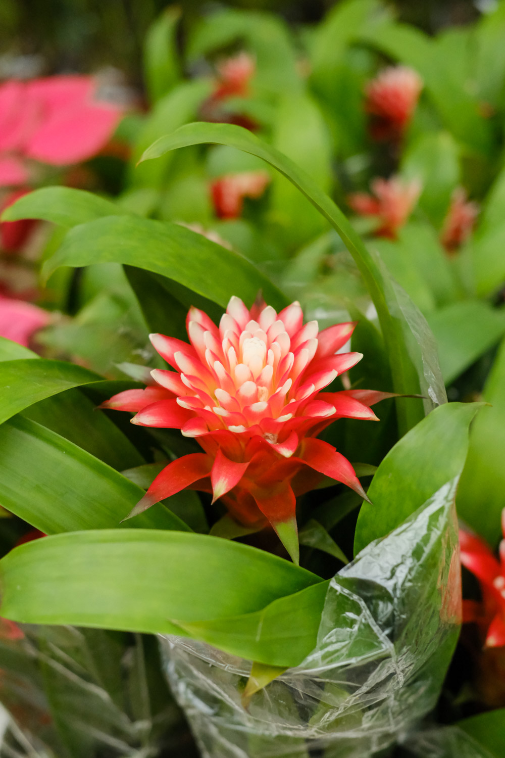 Ornamental pineapple