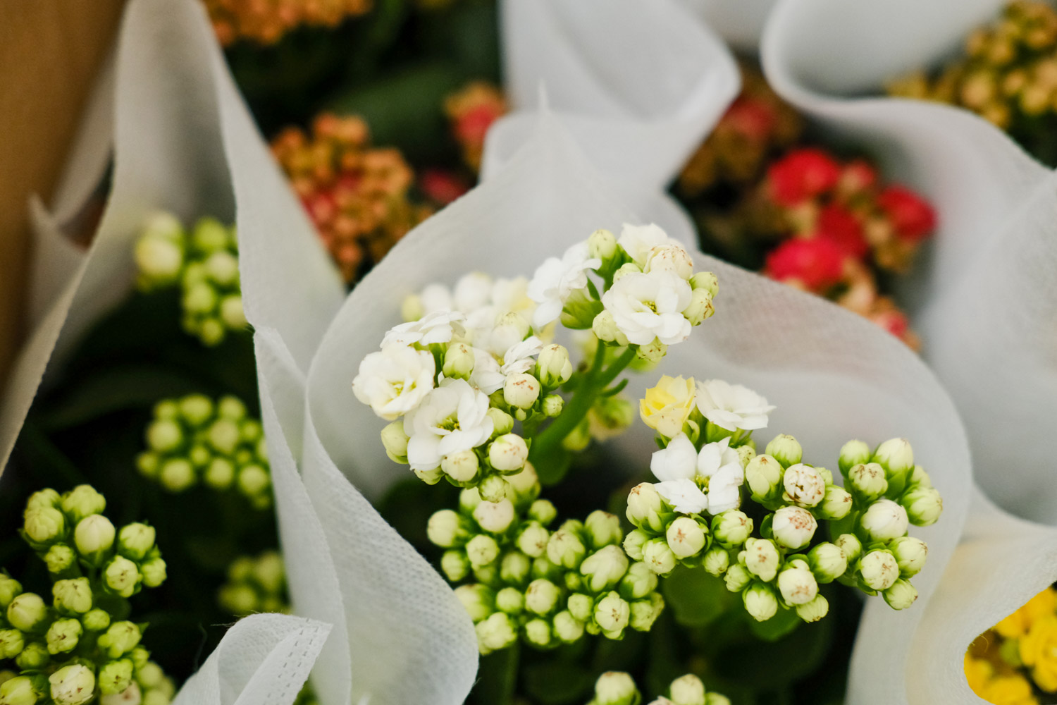 Longevity flower