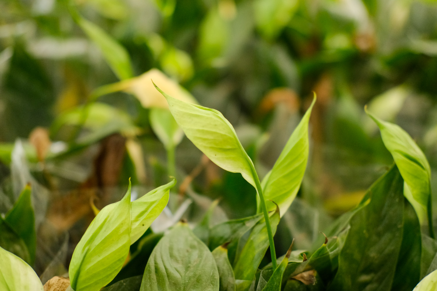 Spathiphyllum