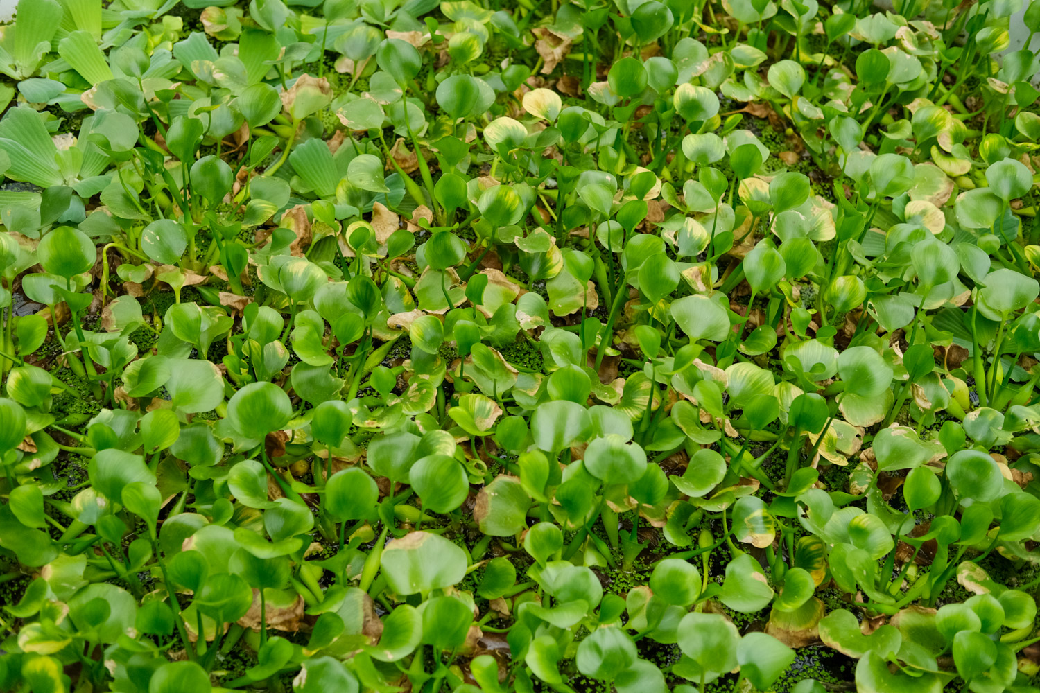 water hyacinth