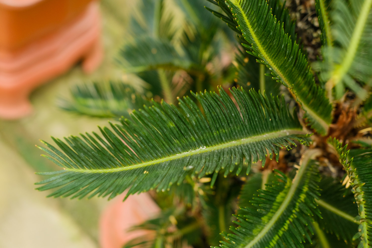 Sago cycas