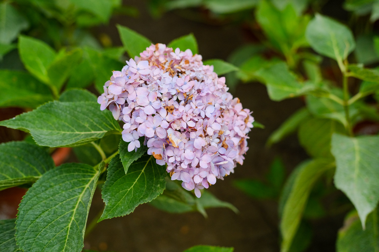 hydrangea