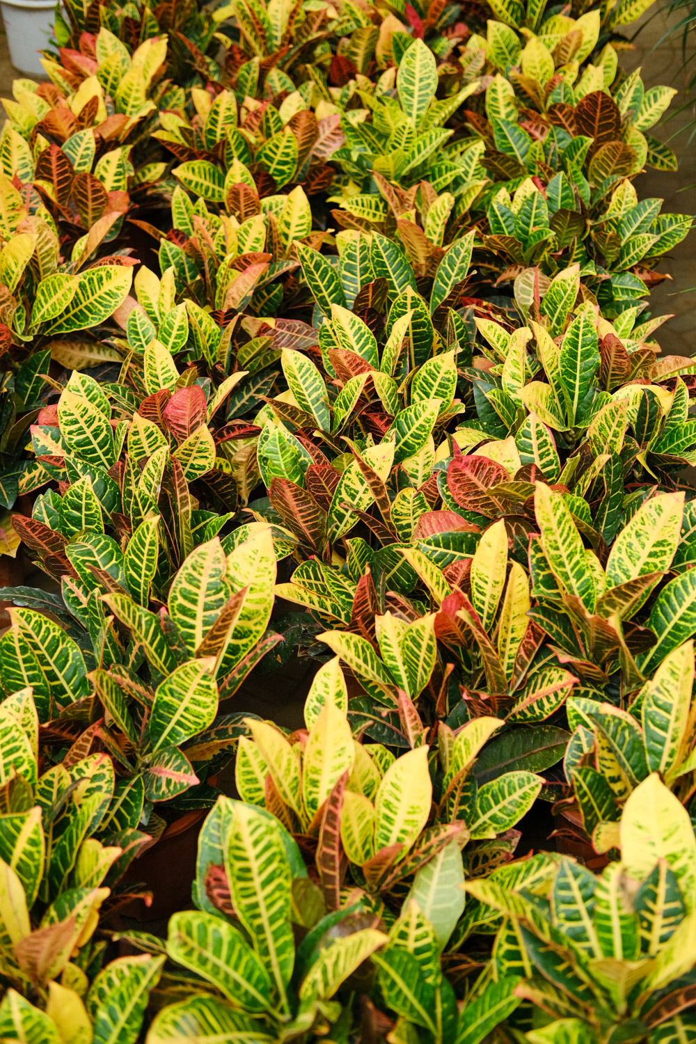 Codiaeum variegatum