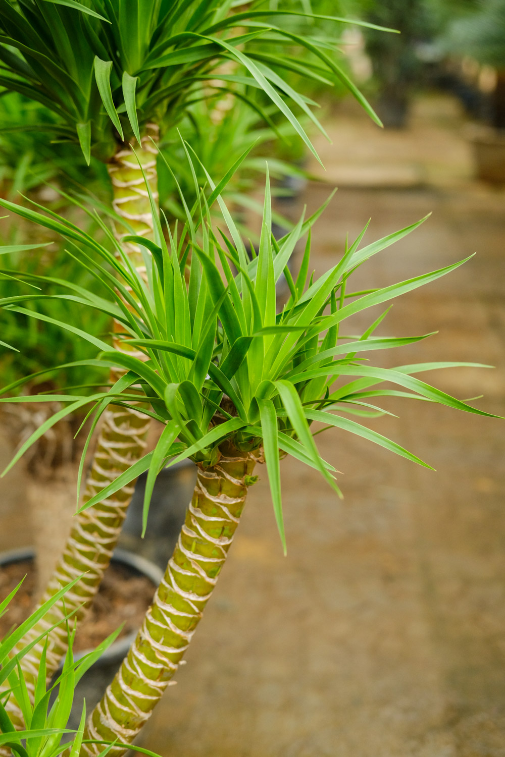 Dragon blood tree