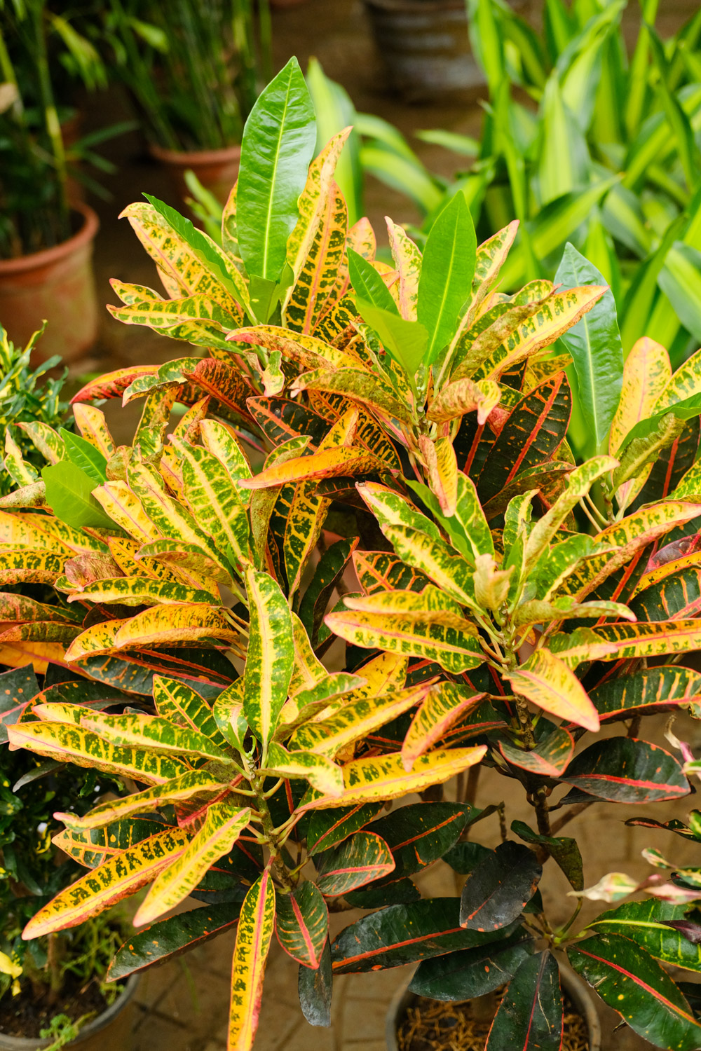 Codiaeum variegatum