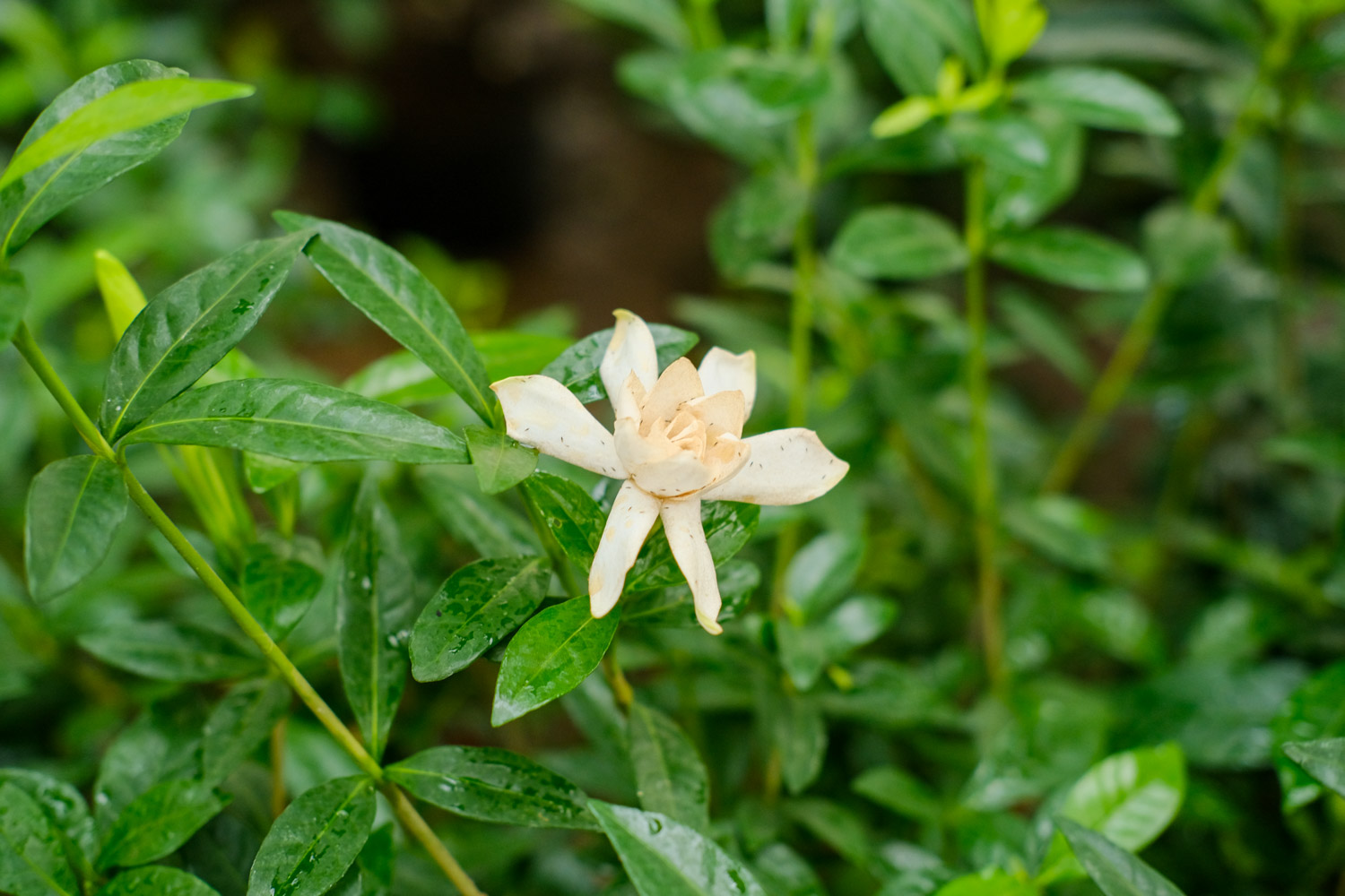 Gardenia